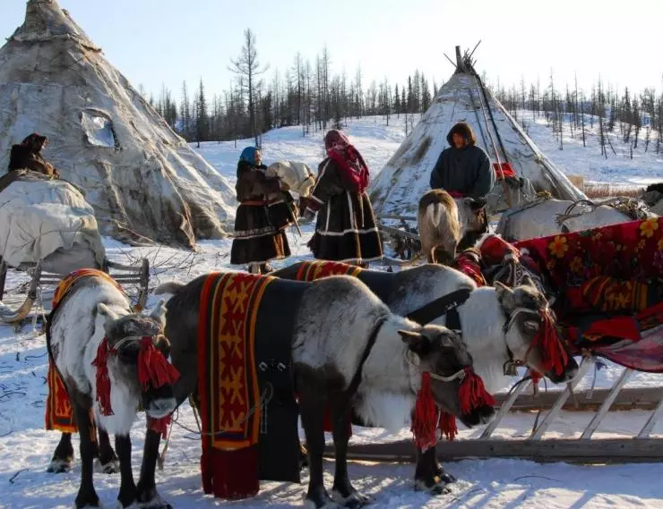 Белый ягель 2014 скачать торрентом Белый ягель 2014 скачать торрентом