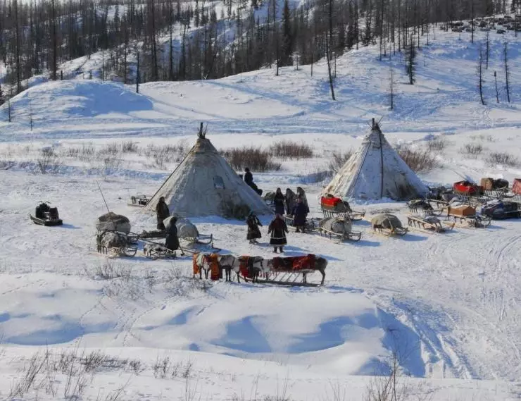 Белый ягель 2014 скачать с торрента Белый ягель 2014 скачать с торрента