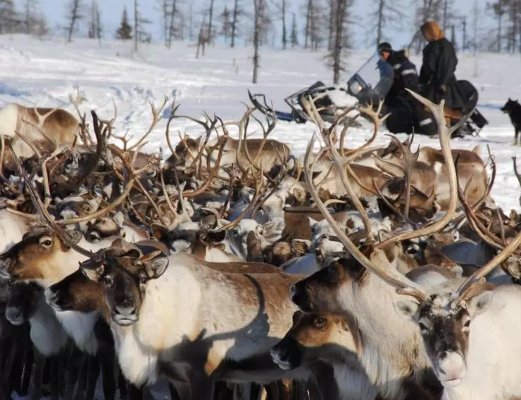 Белый ягель 2014 скачать через торрент бесплатно Белый ягель 2014 скачать через торрент бесплатно