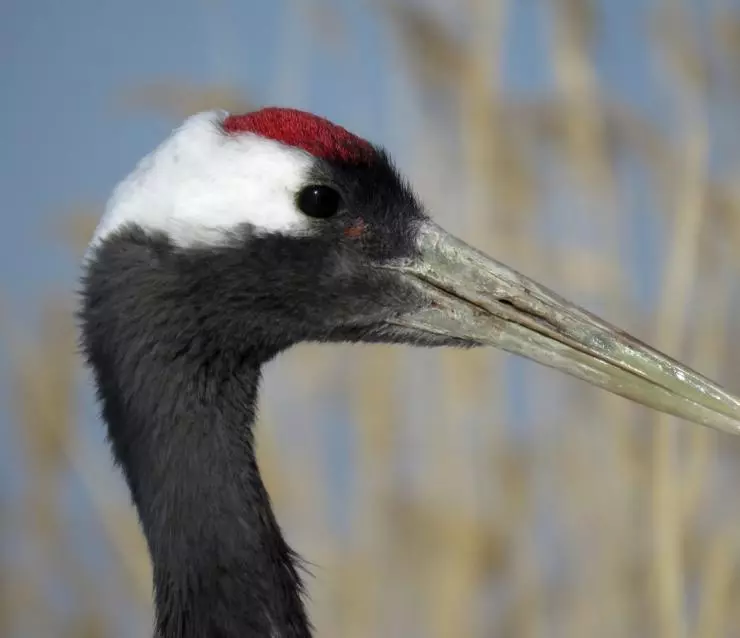 Земля: Один потрясающий день 2017 скачать через торрент бесплатно Земля: Один потрясающий день 2017 скачать через торрент бесплатно