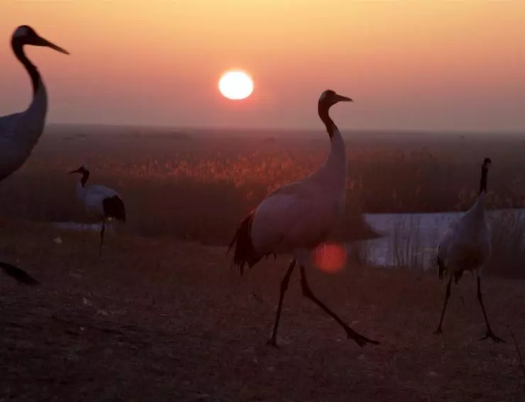 Земля: Один потрясающий день 2017 скачать с торрента Земля: Один потрясающий день 2017 скачать с торрента