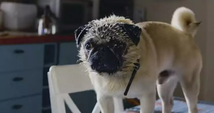 Патрик 2018 скачать с торрента Патрик 2018 скачать с торрента