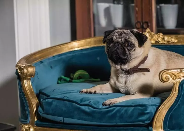 Патрик 2018 скачать торрентом Патрик 2018 скачать торрентом