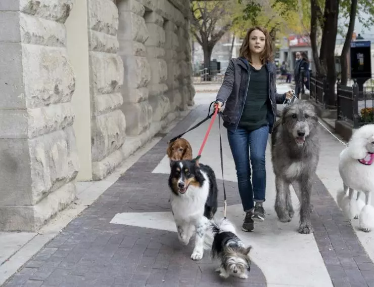 Собачья жизнь 2 2019 скачать торрентом Собачья жизнь 2 2019 скачать торрентом