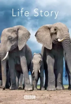 История жизни / Life Story 2014 скачать через торрент в хорошем качестве