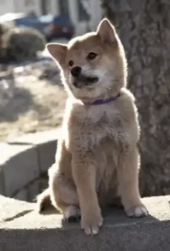 Хатико: Самый верный друг 2009 скачать торрентом Хатико: Самый верный друг 2009 скачать торрентом