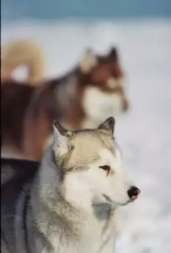 Белый плен 2005 скачать с торрента Белый плен 2005 скачать с торрента