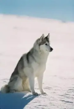 Белый плен 2005 скачать торрентом Белый плен 2005 скачать торрентом