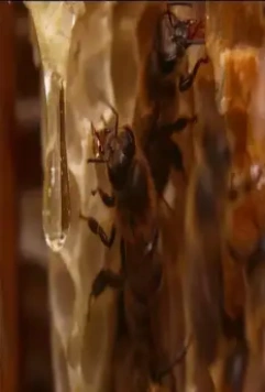 Охотники за медом 2016 скачать с торрента Охотники за медом 2016 скачать с торрента