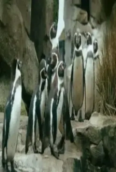 Пингвин нашего времени 2015 скачать торрентом Пингвин нашего времени 2015 скачать торрентом