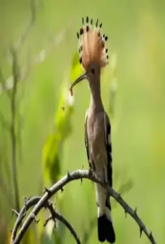 Зелёная планета 2012 скачать с торрента Зелёная планета 2012 скачать с торрента