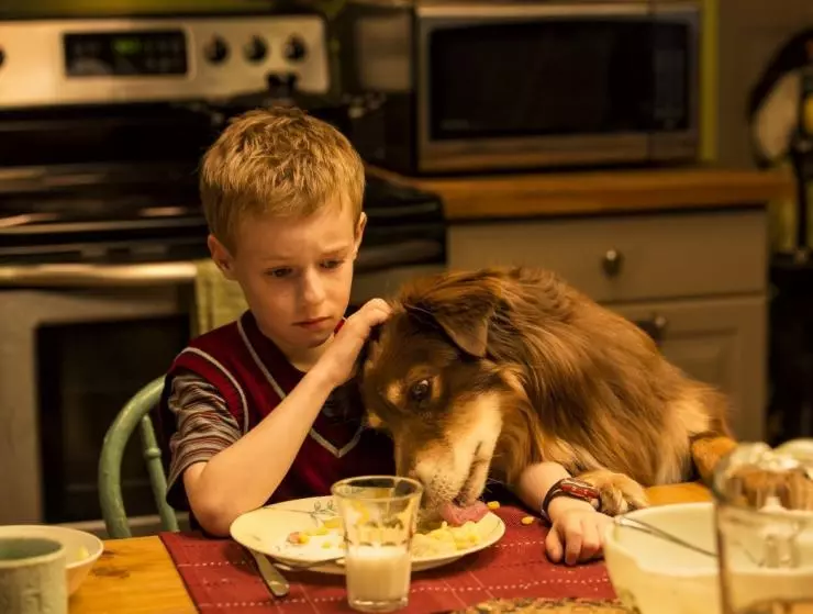 Невероятное путешествие мистера Спивета 2013 скачать через торрент бесплатно Невероятное путешествие мистера Спивета 2013 скачать через торрент бесплатно