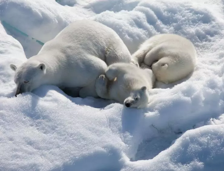 Арктика 3D 2012 скачать с торрента Арктика 3D 2012 скачать с торрента