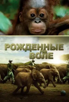 Рожденные на воле / Born to Be Wild 2011 скачать через торрент в хорошем качестве