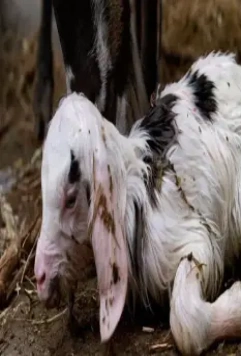 Четырежды 2010 скачать торрентом Четырежды 2010 скачать торрентом