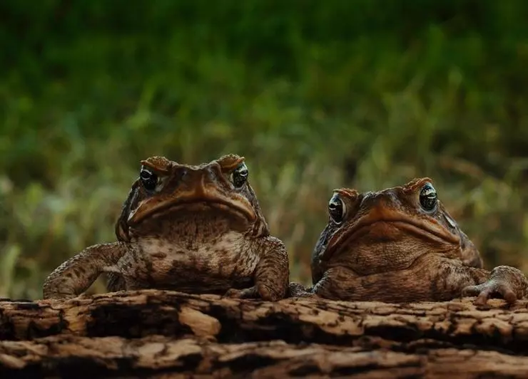 Тростниковые жабы: Оккупация 2010 скачать с торрента Тростниковые жабы: Оккупация 2010 скачать с торрента