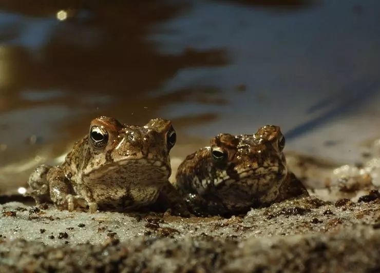 Тростниковые жабы: Оккупация 2010 скачать торрентом Тростниковые жабы: Оккупация 2010 скачать торрентом