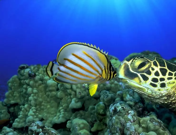 Большое путешествие вглубь океанов 3D 2009 скачать с торрента Большое путешествие вглубь океанов 3D 2009 скачать с торрента