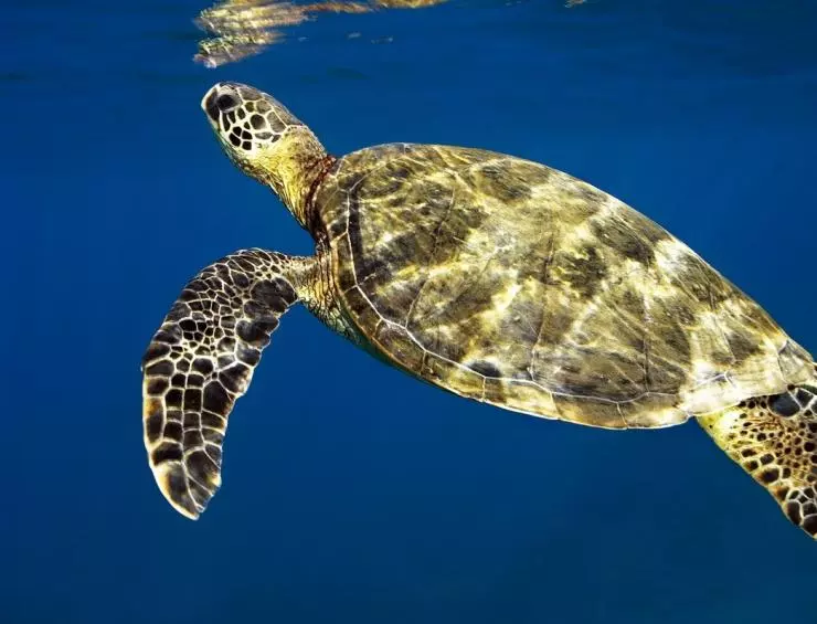 Большое путешествие вглубь океанов 3D 2009 скачать торрентом Большое путешествие вглубь океанов 3D 2009 скачать торрентом