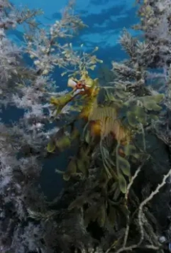 На глубине морской 3D 2009 скачать через торрент бесплатно На глубине морской 3D 2009 скачать через торрент бесплатно