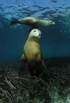 На глубине морской 3D 2009 скачать торрентом На глубине морской 3D 2009 скачать торрентом