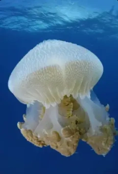 На глубине морской 3D 2009 скачать с торрента На глубине морской 3D 2009 скачать с торрента