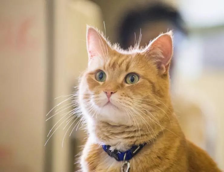 Уличный кот по кличке Боб 2016 скачать через торрент бесплатно Уличный кот по кличке Боб 2016 скачать через торрент бесплатно