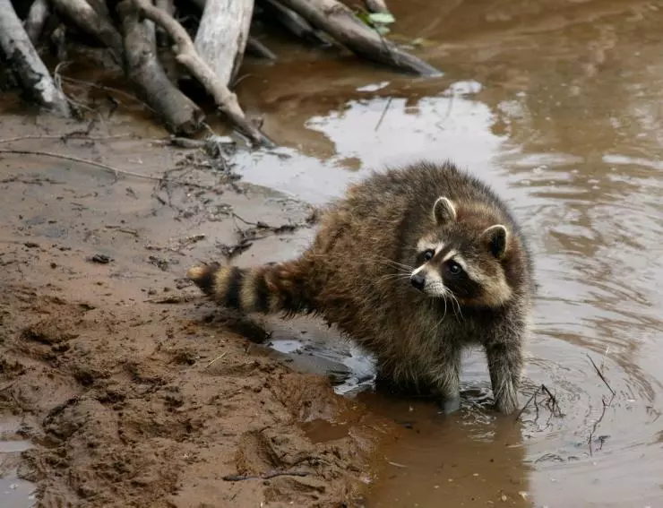 Приключения бобрёнка 2007 скачать торрентом Приключения бобрёнка 2007 скачать торрентом