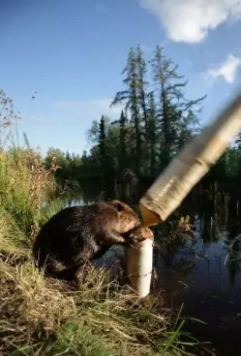 Приключения бобрёнка 2007 скачать с торрента Приключения бобрёнка 2007 скачать с торрента