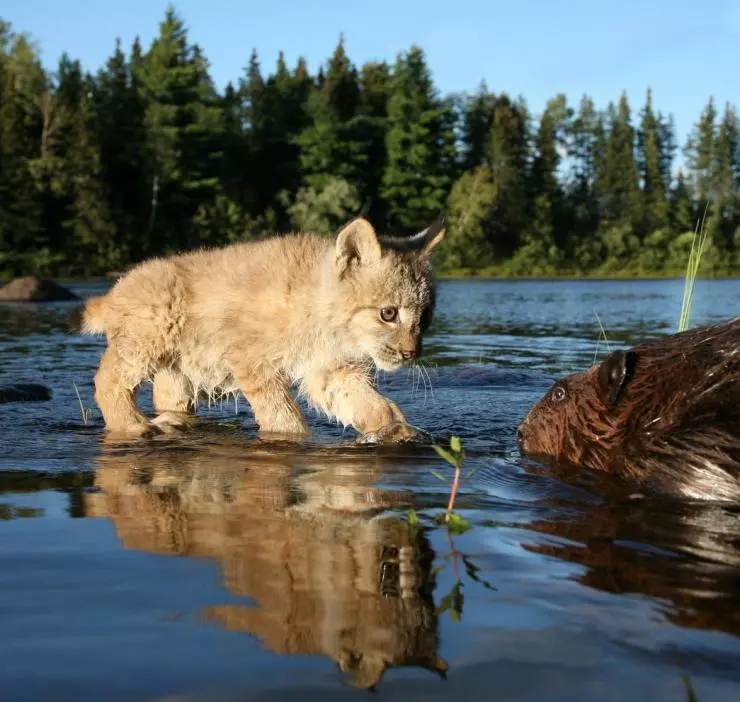 Приключения бобрёнка 2007 скачать через торрент бесплатно Приключения бобрёнка 2007 скачать через торрент бесплатно