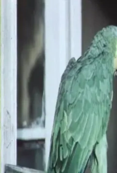 Наградить (посмертно) 1986 скачать через торрент бесплатно Наградить (посмертно) 1986 скачать через торрент бесплатно