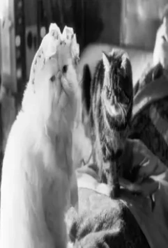 Кошки против собак 2001 скачать через торрент бесплатно Кошки против собак 2001 скачать через торрент бесплатно