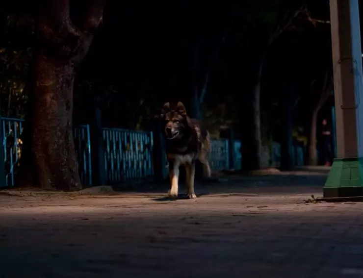 Воющий 2012 скачать с торрента Воющий 2012 скачать с торрента