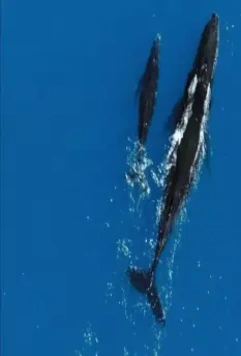 Земля 2007 скачать с торрента Земля 2007 скачать с торрента