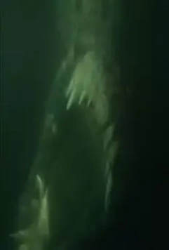 Крокодил 2006 скачать торрентом Крокодил 2006 скачать торрентом