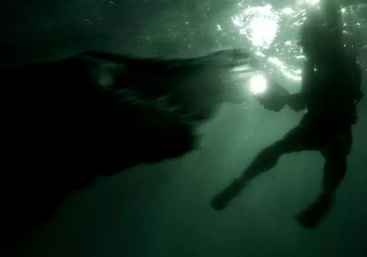 Крокодил 2006 скачать с торрента Крокодил 2006 скачать с торрента