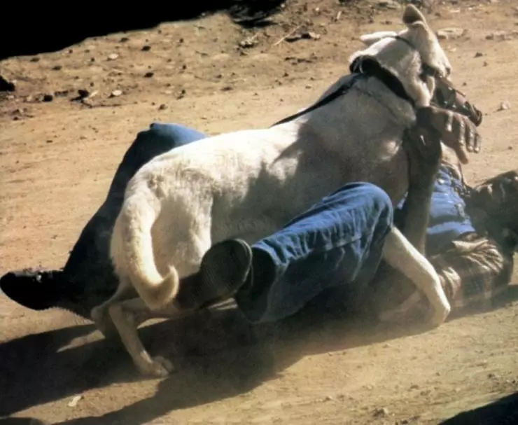 Белая собака 1982 скачать с торрента Белая собака 1982 скачать с торрента