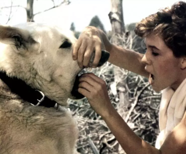 Белая собака 1982 скачать торрентом Белая собака 1982 скачать торрентом