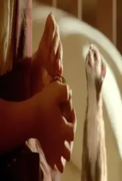 Золотой компас 2007 скачать через торрент бесплатно Золотой компас 2007 скачать через торрент бесплатно