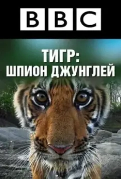 BBC: Тигр — Шпион джунглей / Tiger: Spy in the Jungle 2008 скачать через торрент в хорошем качестве