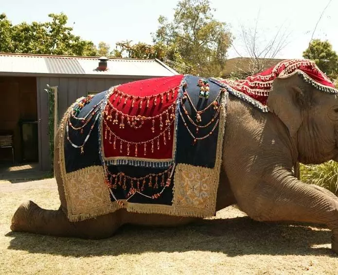 Слон и принцесса 2008 скачать через торрент бесплатно Слон и принцесса 2008 скачать через торрент бесплатно