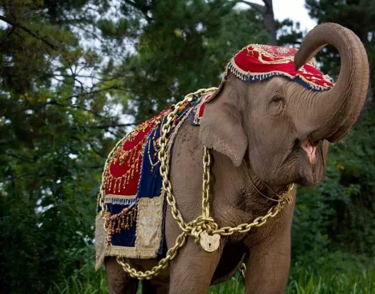 Слон и принцесса 2008 скачать торрентом Слон и принцесса 2008 скачать торрентом