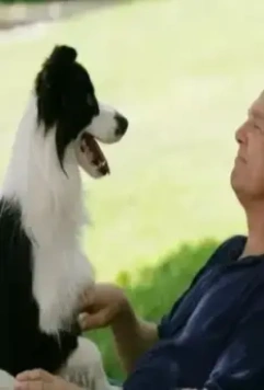 Собачий год 2009 скачать торрентом Собачий год 2009 скачать торрентом