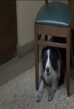 Собачий год 2009 скачать через торрент бесплатно Собачий год 2009 скачать через торрент бесплатно