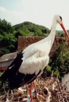 Икота 2002 скачать торрентом Икота 2002 скачать торрентом