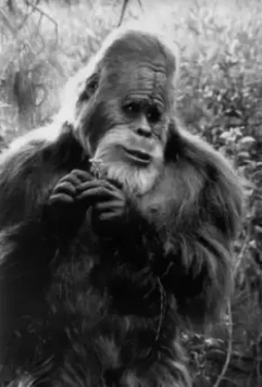 Гарри и Хендерсоны 1987 скачать с торрента Гарри и Хендерсоны 1987 скачать с торрента