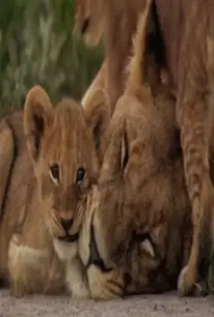 Последние львы 2011 скачать через торрент бесплатно Последние львы 2011 скачать через торрент бесплатно