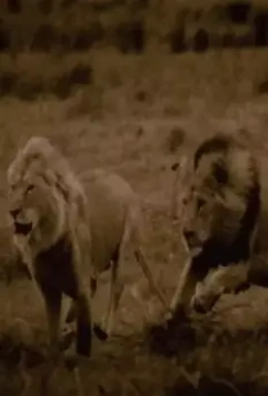 Последние львы 2011 скачать с торрента Последние львы 2011 скачать с торрента