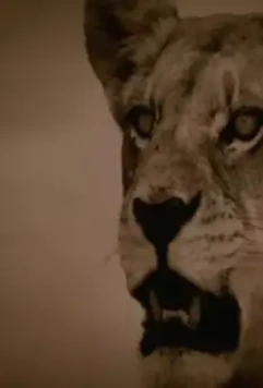 Последние львы 2011 скачать торрентом Последние львы 2011 скачать торрентом