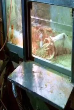 Презерватив-убийца 1996 скачать через торрент бесплатно Презерватив-убийца 1996 скачать через торрент бесплатно